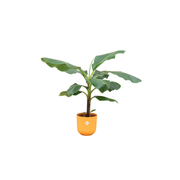 Combi deal - Bananenplant (Musa) inclusief elho Jazz Round geel Ø23 - 100 cm  BotanicBridge