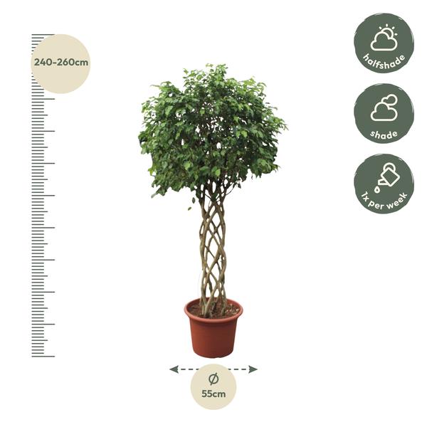 Ficus Benjamina Exotica gevlochten stam - 250 cm - ø55  BotanicBridge