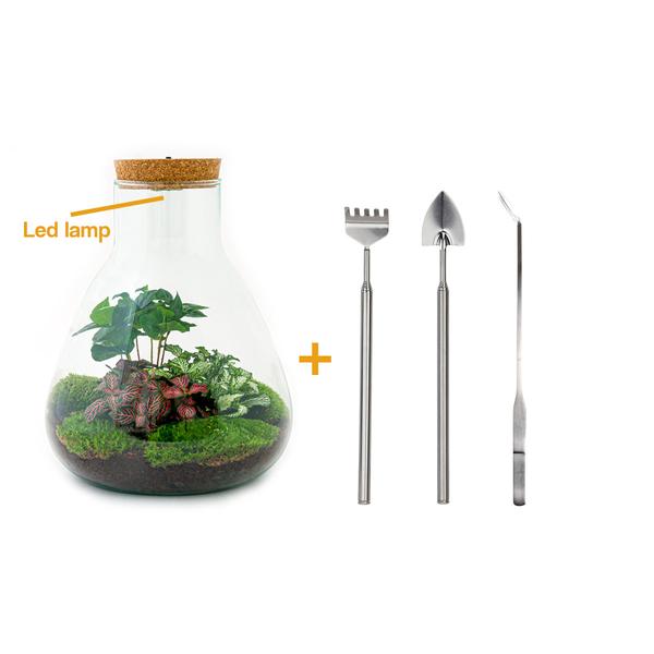 DIY terrarium - Sam Coffea met lamp - ↕ 30 cm - Rake + Shovel + Tweezer  BotanicBridge