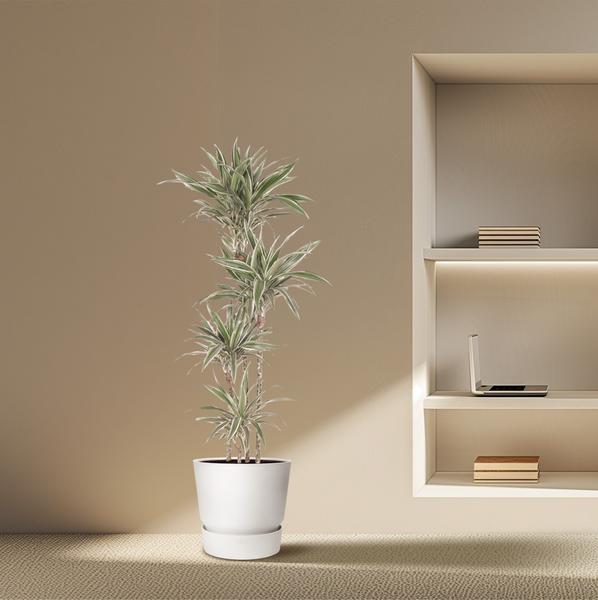 Dracaena White Stripe - 170 cm - ø27  BotanicBridge