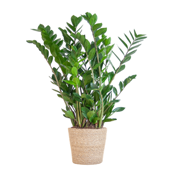 Zamioculcas Zamiifolia met Sofia mand naturel  - 80cm - Ø21  BotanicBridge