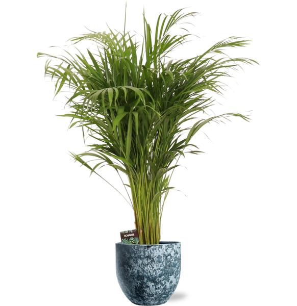 Dypsis Lutescens - Ø21cm - ↕110cm + Sem Pot D24x22cm - Blauw  BotanicBridge