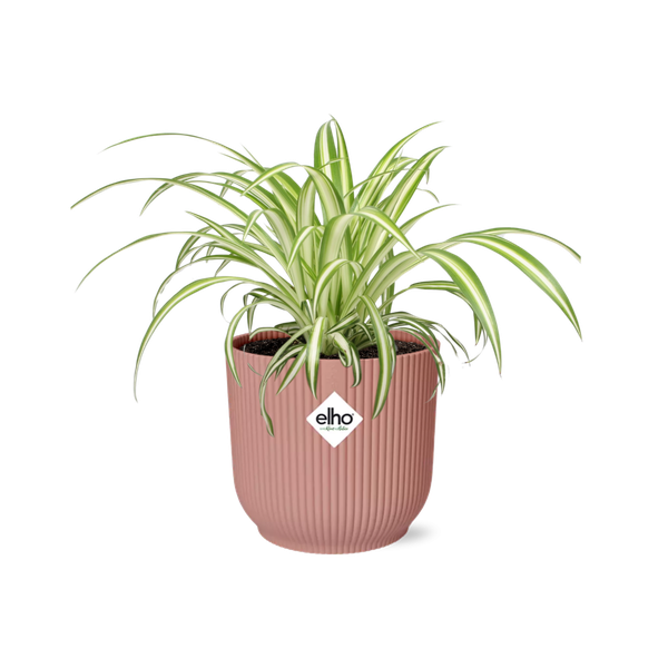 Chlorophytum Comosum Variegatum in ELHO Vibes Fold 14cm roze  BotanicBridge