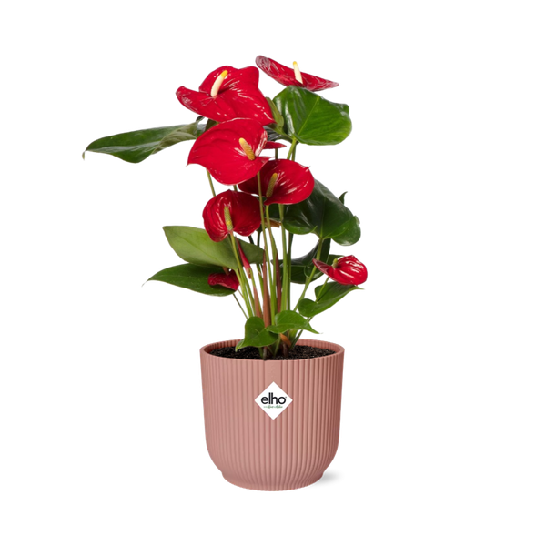 Anthurium Red 12cm in ELHO Vibes Fold 14cm roze  BotanicBridge