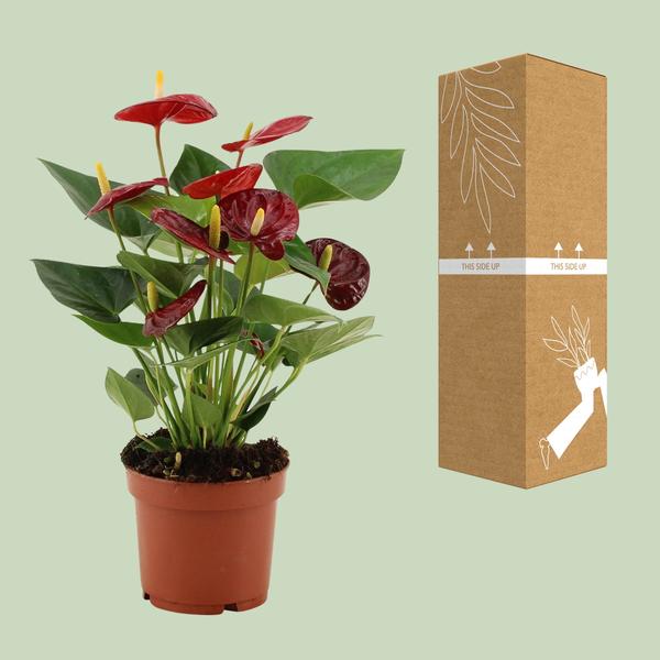 Anthurium Calon In Transparant Sleeve - Ø12cm - ↕36cm  BotanicBridge