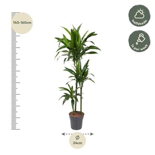 Dracaena Janet Craig - 150 cm - ø24  BotanicBridge