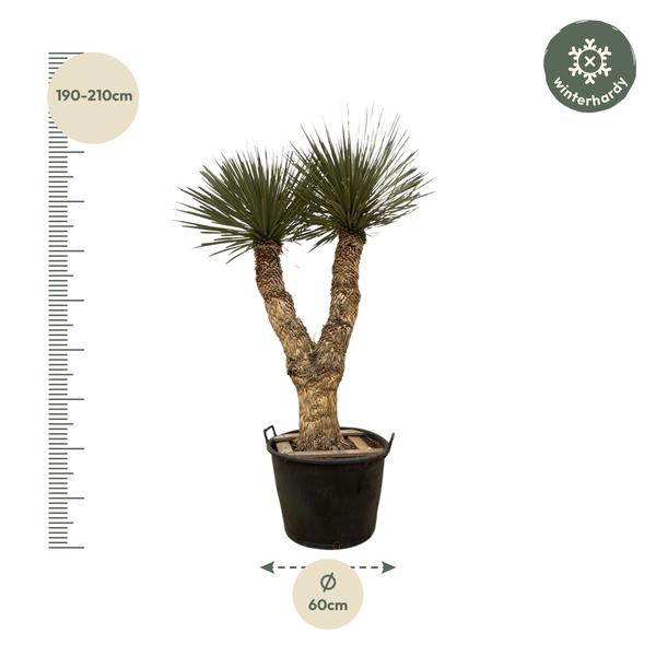 Yucca Rostrata Hidra - 200 cm - ø60  BotanicBridge