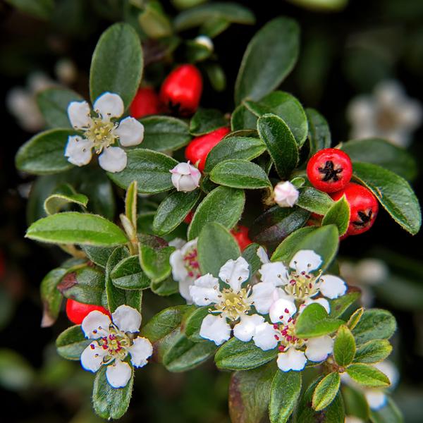 Cotoneaster dam. 'Major' - ↕25cm - Ø9cm  - 20x  BotanicBridge