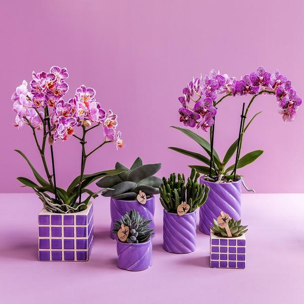 Kolibri Home | Candy sierpot - Lilac - Ø6cm  BotanicBridge