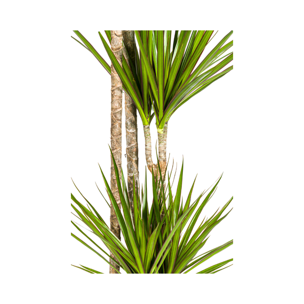 Dracaena Marginata Green Ø27cm - ↕180cm  BotanicBridge