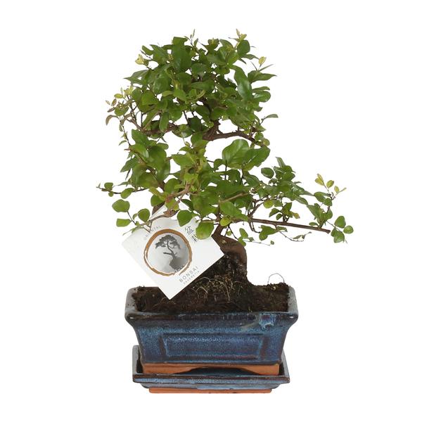 Bonsai S-vorm Ø15cm - ↕15cm  BotanicBridge