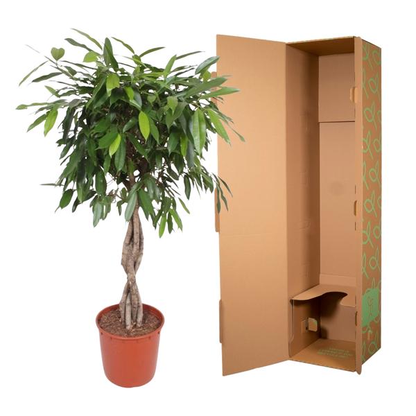 Ficus Amstel King gevlochten stam - 140 cm - ø34  BotanicBridge