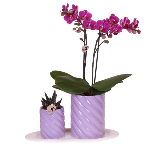 Kolibri Orchids | Gift set Optimism small lila | Groene plant met oranje Phalaenopsis orchidee in Candy sierpotten op wit organisch dienblad  BotanicBridge