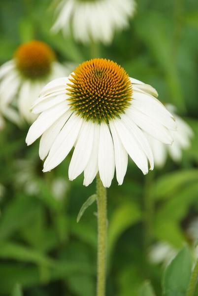 Echinacea p. 'White Swan' - ↕10-25cm - Ø9cm - 6x  BotanicBridge