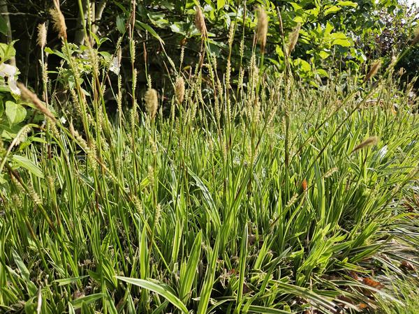 Carex morrowii 'Aureovariegata'  - ↕10-25cm - Ø9cm - 20x  BotanicBridge