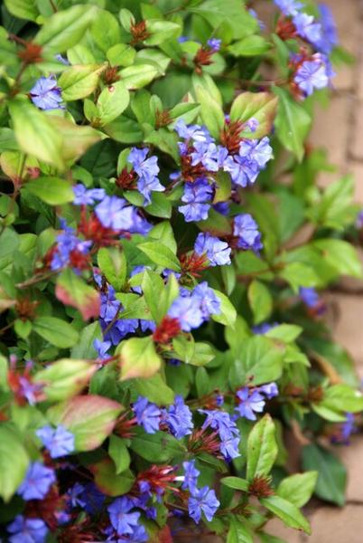 Ceratostigma plumbaginoides  - ↕10-25cm - Ø9cm - 6x  BotanicBridge