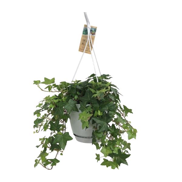 Hedera Helix Groen - Hangpot Wit / Basic - Ø17cm - ↕cm  BotanicBridge