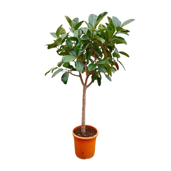 Ficus Elastica  Robusta op stam - 210cm - ø40  BotanicBridge