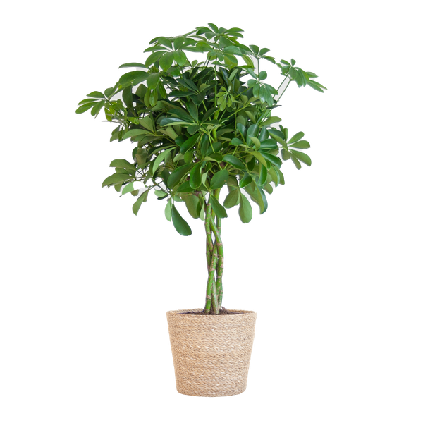 Schefflera Arab Nora met Mand Sofia naturel  - 70cm - Ø21  BotanicBridge