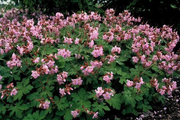 Geranium macr. 'Ingwersen's Var.' - ↕10-25cm - Ø9cm - 12x  BotanicBridge