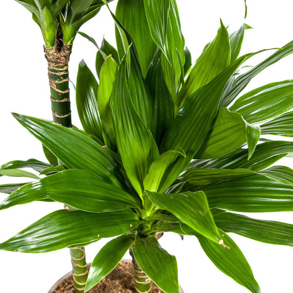 Dracaena Deremensis Green Jewel  Ø19cm - ↕80cm  BotanicBridge