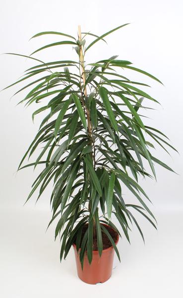 Ficus Binnendijkii Alii 21 Cm - Ø21cm - ↕100cm  BotanicBridge