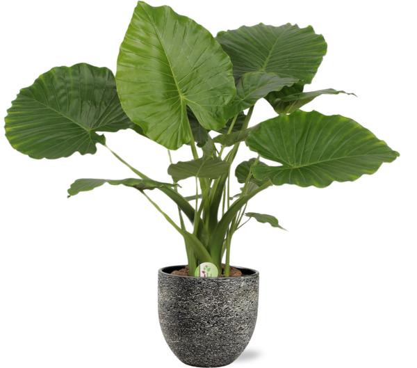 Alocasia Gageana California - Ø21cm - ↕80cm + Tim Pot D24x22cm - Zwart Wit  BotanicBridge