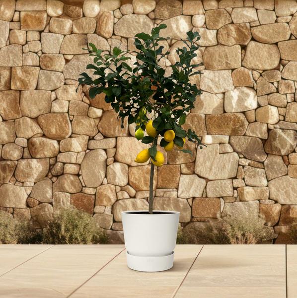 Citrus Lemon (Citroenboom) - 150 cm - Ø24cm  BotanicBridge