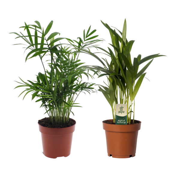 Dypsis lutescens/Chamadorea Duo - 2 stuks - Ø12cm - ↕40cm  BotanicBridge