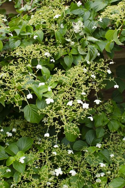 4x - Hydrangea petiolaris - ↨65cm - Ø15  BotanicBridge