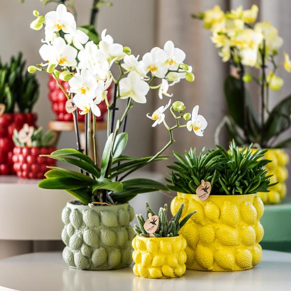 Kolibri Home | Citrus pot groen - Ø9cm  BotanicBridge