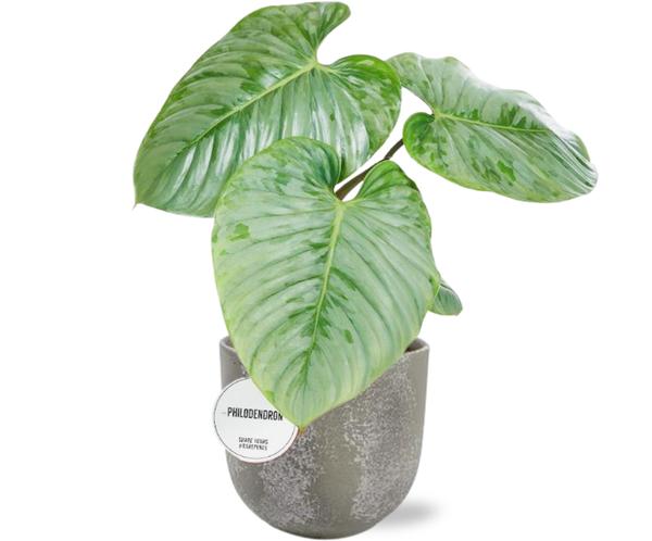 Philodendron Sodiroi - Ø15cm - ↕45cm + Natan Pot D17x15cm - Grijs  BotanicBridge