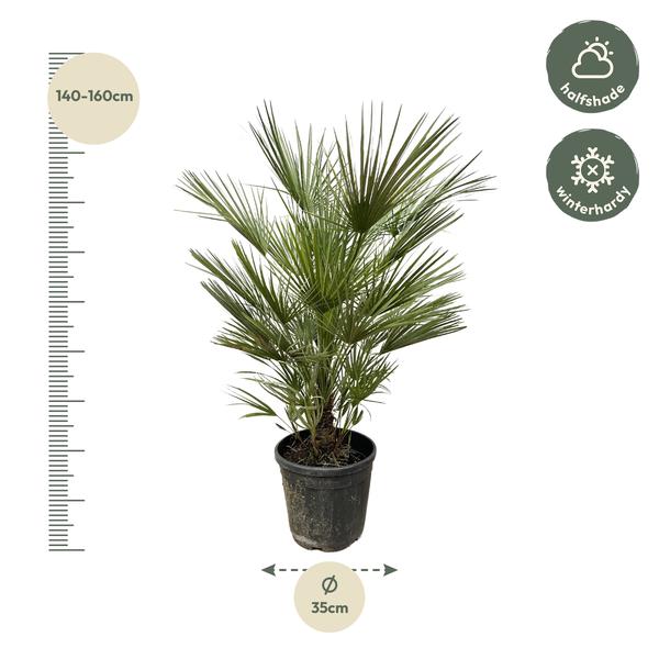 Chamaerops Humilis struik - 150cm- ø30  BotanicBridge