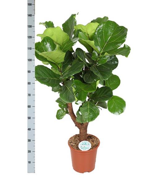 Ficus Lyrata (vertakt) Ø27cm ↕130cm in Boule WIT pot  BotanicBridge