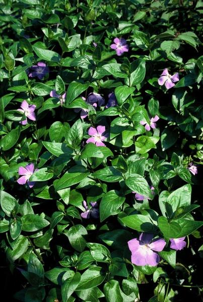 Vinca major - ↕10-25cm - Ø9cm - 6x  BotanicBridge