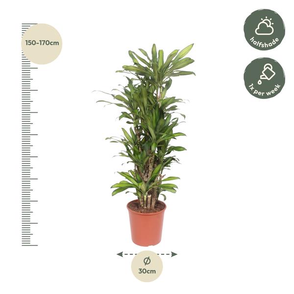 Dracaena Eve - 160 cm  - ø30  BotanicBridge