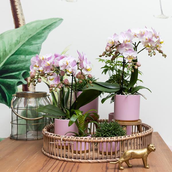 Kolibri Home | Gold foot pink bloempot - Roze keramieken sierpot met gouden rand - Ø12cm  BotanicBridge