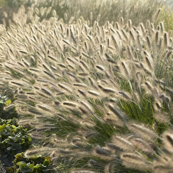 Pennisetum alopecuroides 'Hameln' - ↕10-25cm - Ø9cm - 12x  BotanicBridge