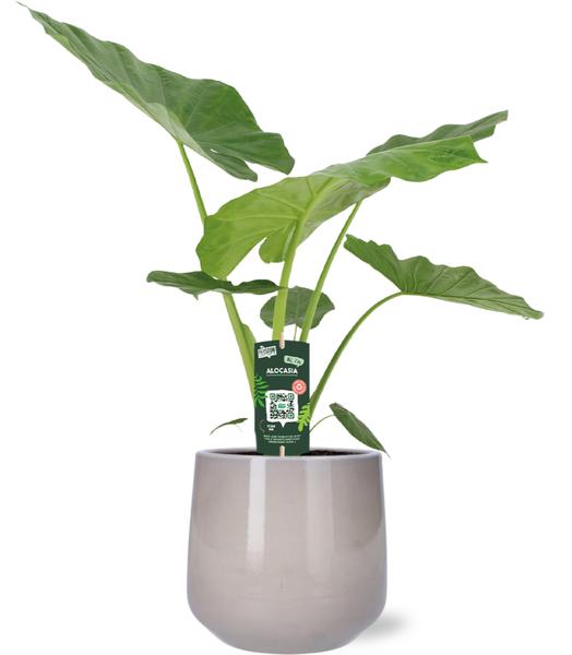 Alocasia Macrorrhiza - Ø19cm - ↕70cm + Puglia Pot D21/23,5x21cm - Grijs  BotanicBridge