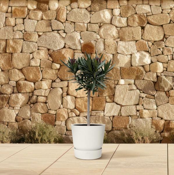 Nerium Oleander op stam met witte bloem - 90cm - Ø22  BotanicBridge