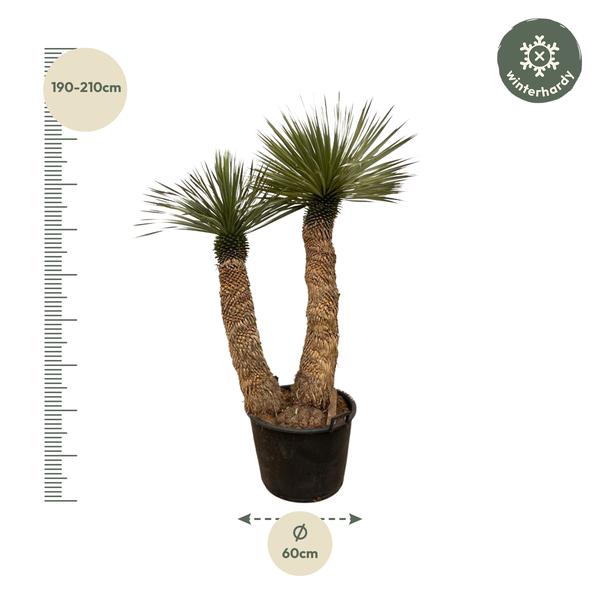 Yucca Rostrata Hidra - 200 cm - ø60  BotanicBridge