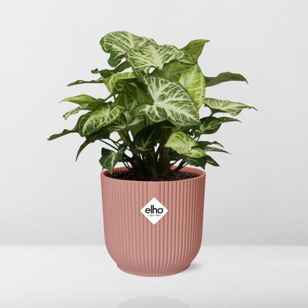 Syngonium Arrow in ELHO Vibes Fold 14cm roze  BotanicBridge