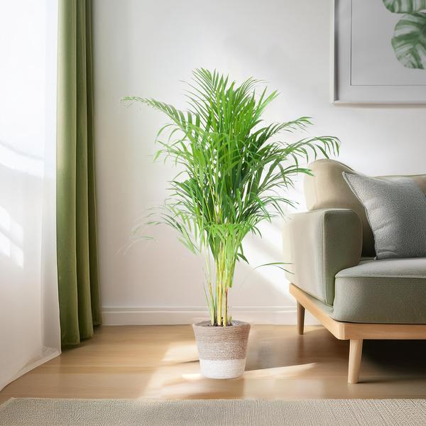 Areca Palm (Dypsis) met Lissabon mand wit - 100cm - Ø21  BotanicBridge