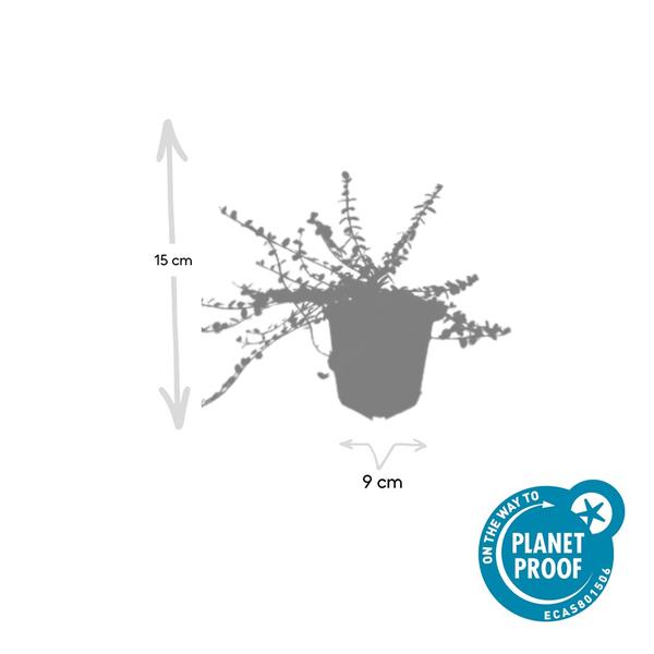 Euonymus fort. 'Minimus' - ↕10-25cm - Ø9cm - 40x  BotanicBridge