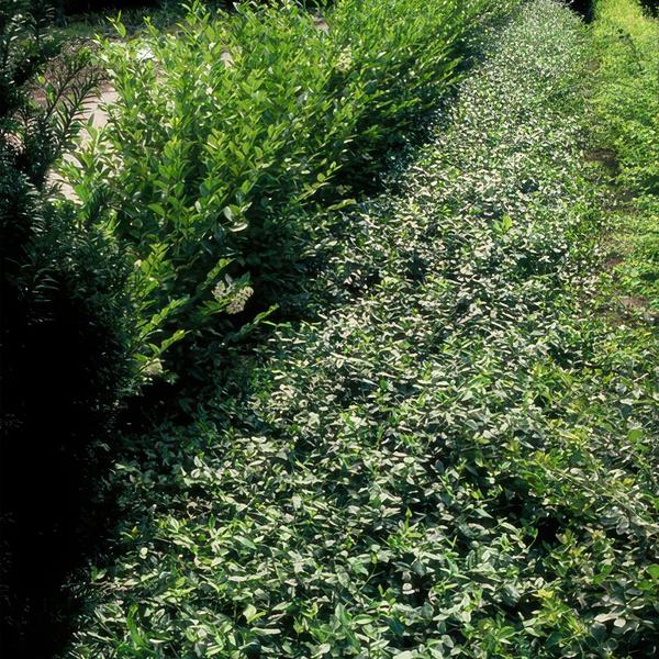 Euonymus fortunei radicans - ↕10-25cm - Ø9cm - 20x  BotanicBridge