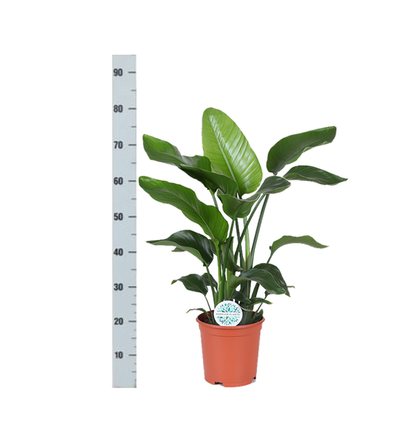 Strelitzia Nicolai - Ø21cm - ↕80cm in Boule OLIJF pot  BotanicBridge