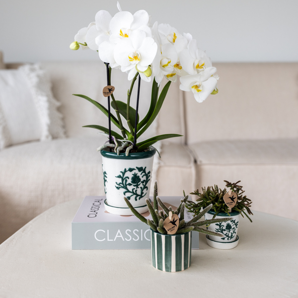 Kolibri Orchids | Set van witte orchidee Amabilis in Malaga pot en succulent in Painted Stripe pot groen - potmaat Ø9cm & Ø6cm | bloeiende kamerplant - vers van de kweker  BotanicBridge