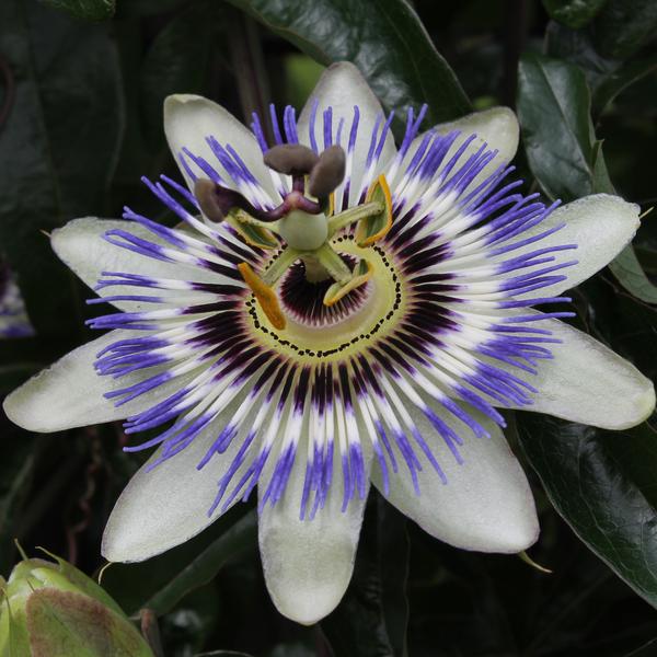 Passiflora Blauw caerulea - Ø15cm - ↕65cm  BotanicBridge