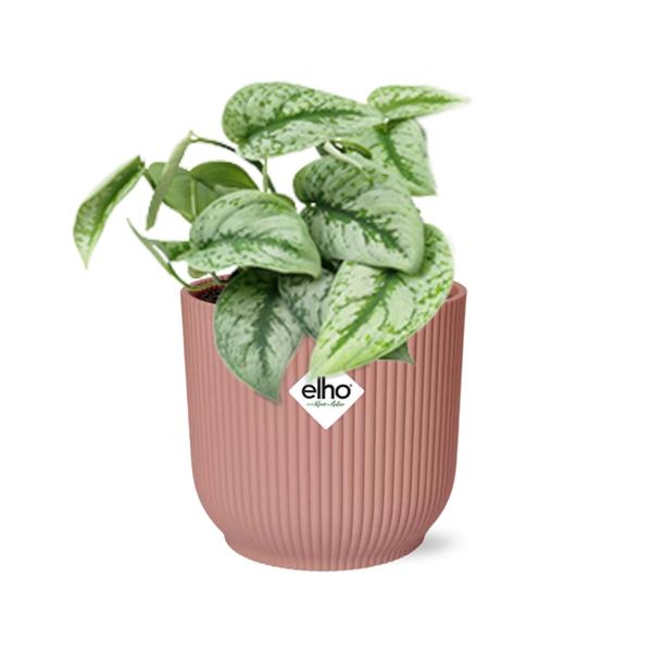 Scindapsus Pictus ‘Trebie’ in ELHO Vibes Fold 14cm roze  BotanicBridge