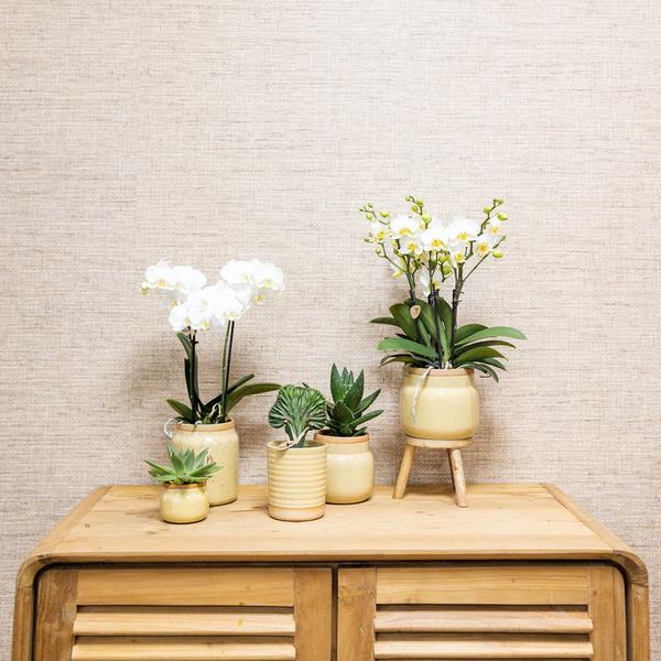 Kolibri Orchids | Groene plant met gele Phalaenopsis orchidee in Vintage khaki sierpotten en bamboe dienblad  BotanicBridge